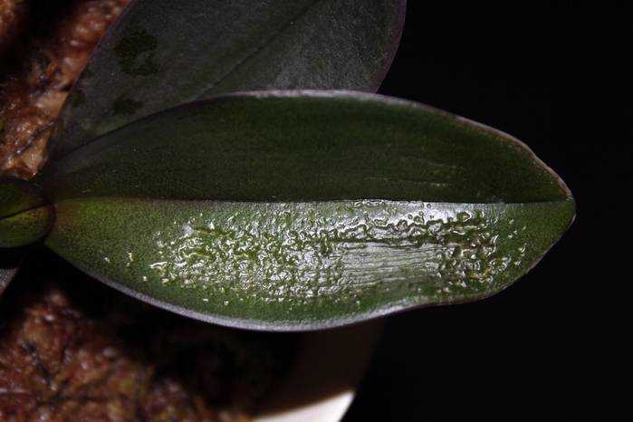 Спасаем растения от увядания — что делать, если у орхидеи вянут листья?
