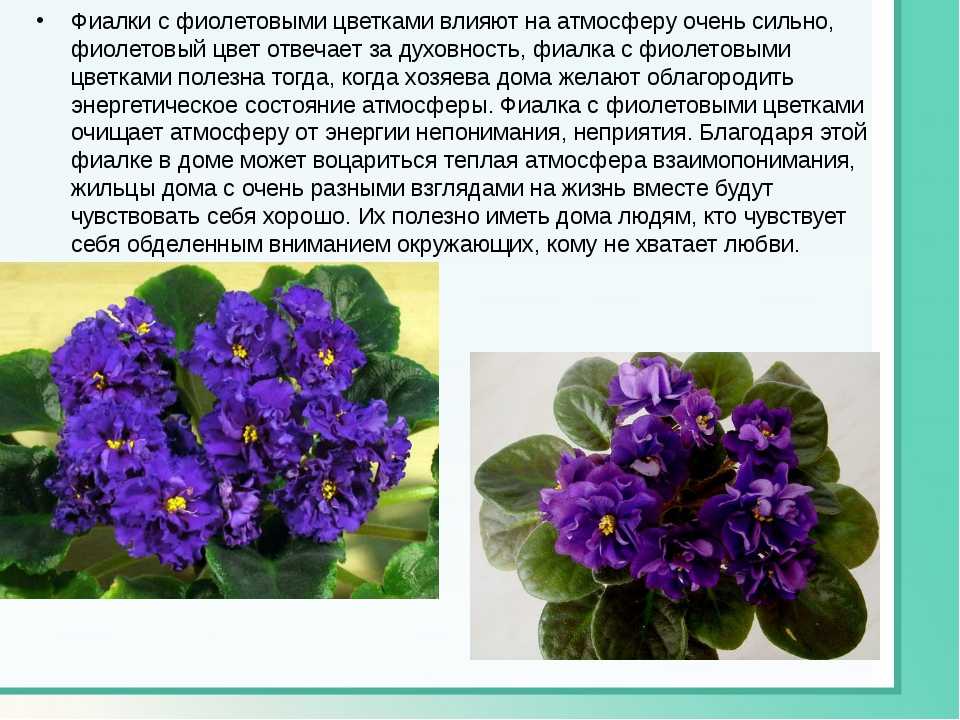 Фиалка в доме: приметы и суеверия о растении, значение цвета лепестков, польза фиалок и что означает, когда цветет.