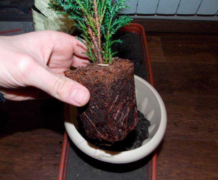 Горшечный кипарис (комнатный): как посадить, выращивать, сохнет и желтеет