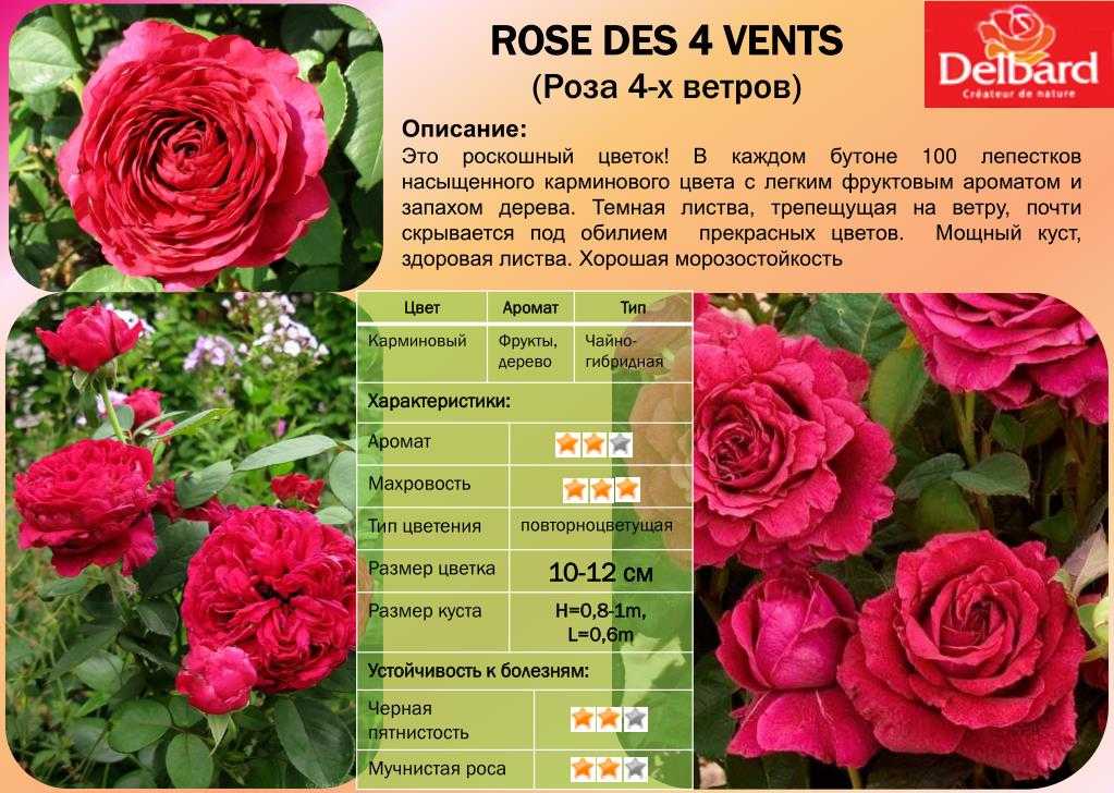 Высокие розы — описание, основные признаки, история выведения гигантских видов Лучшие сорта высоких роз с большими бутонами, характеристики Интересные факты