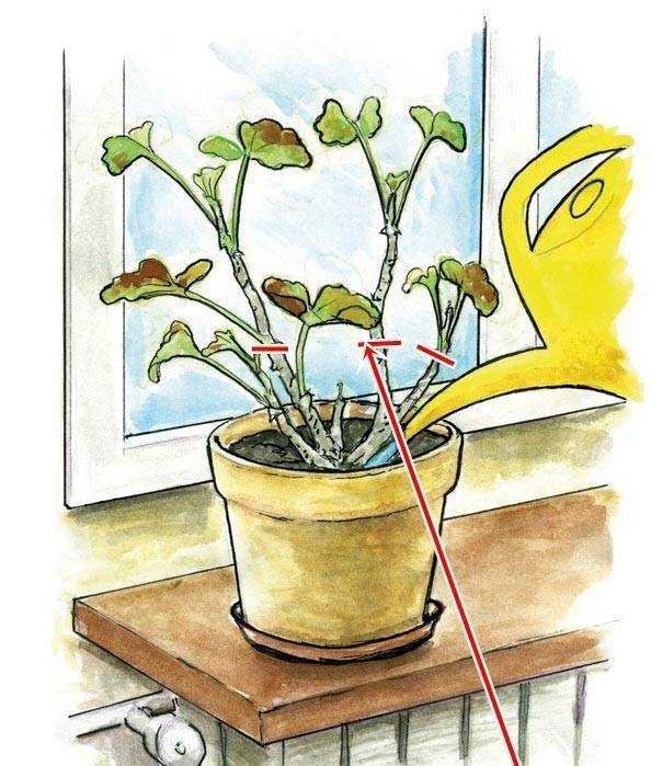 Как прищипывать герань правильно, чтобы она цвела гуще, но не росла вверх и когда это нужно делать для растения, выращенного из семян, пошаговая инструкция, фото selo.guru — интернет портал о сельском хозяйстве
