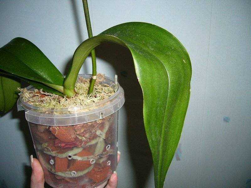 Как размножить орхидею в домашних условиях: 6 способов