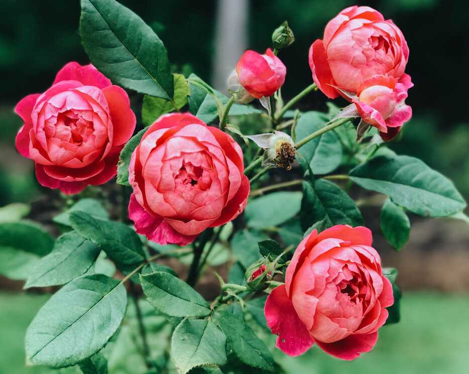 Роза бенджамин бриттен — описание английского сорта