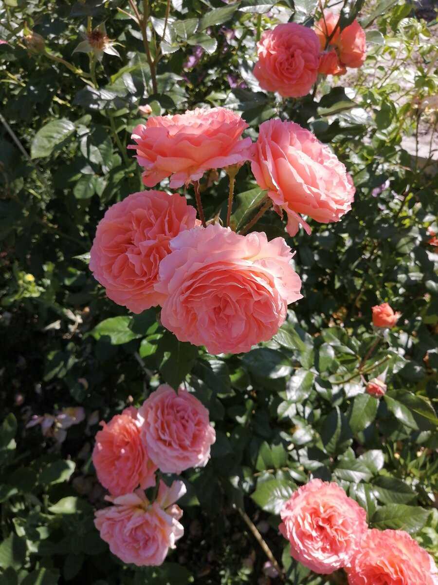Нежная роза бельведер – очаровательный гибрид для сада и оранжереи