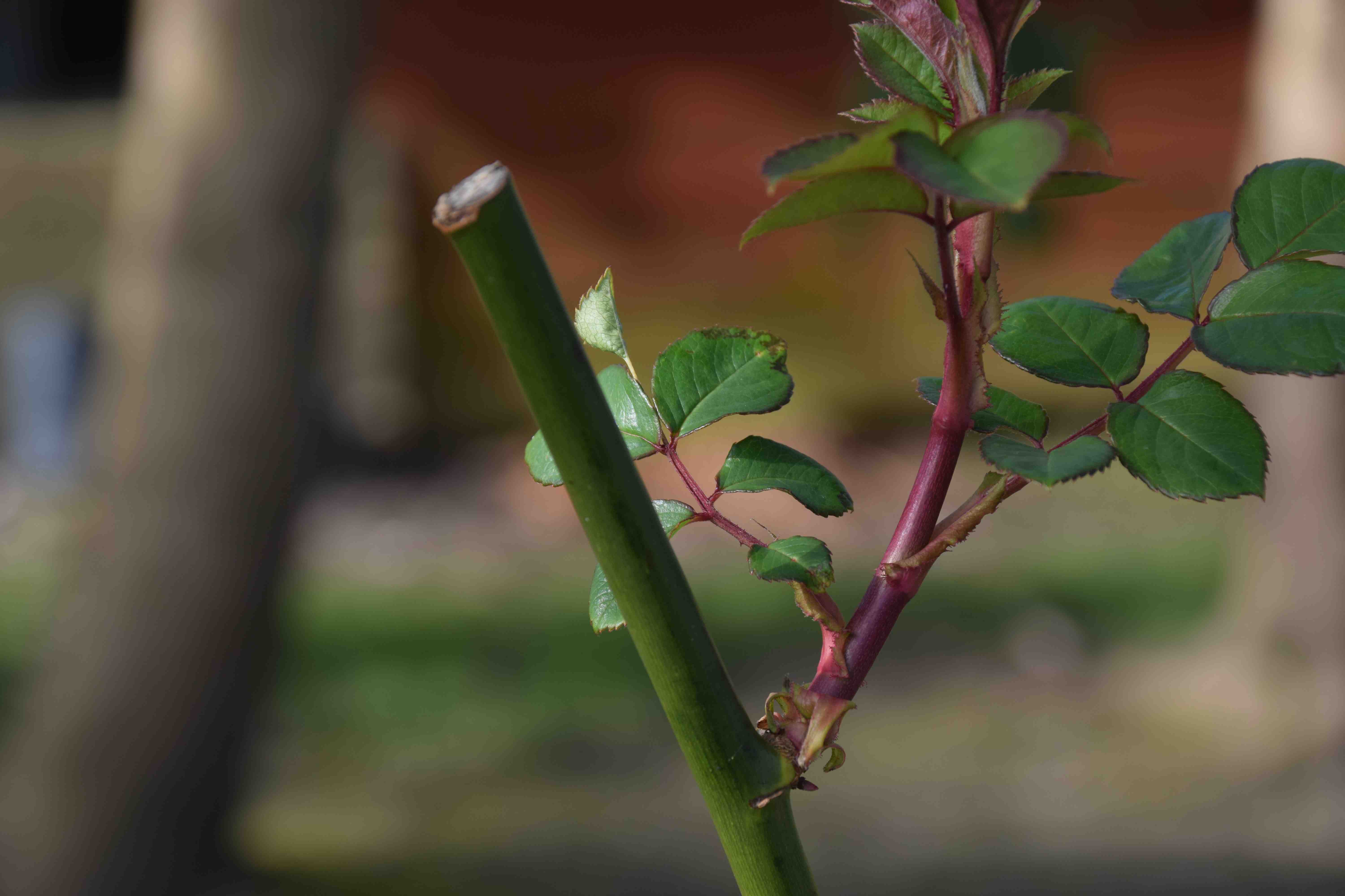 Чем лечить пятнистость на листьях розы?