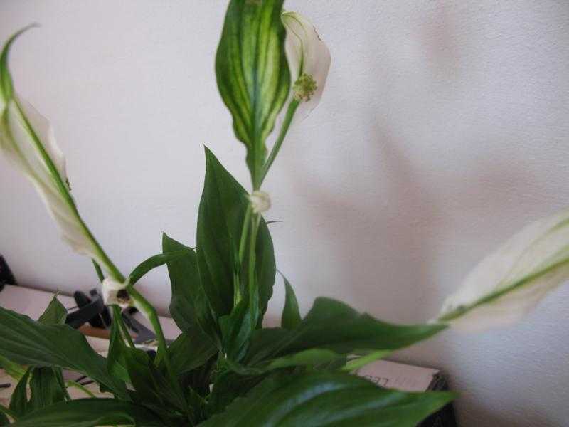 Цветок спатифиллум: почему цветы зеленые, а не белые, нормально ли это для растения, а также что можно сделать для решения проблемы и ее профилактики?