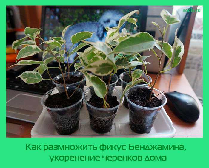 Выращивание фикуса али: как посадить, ухаживать, удобрять, размножать
