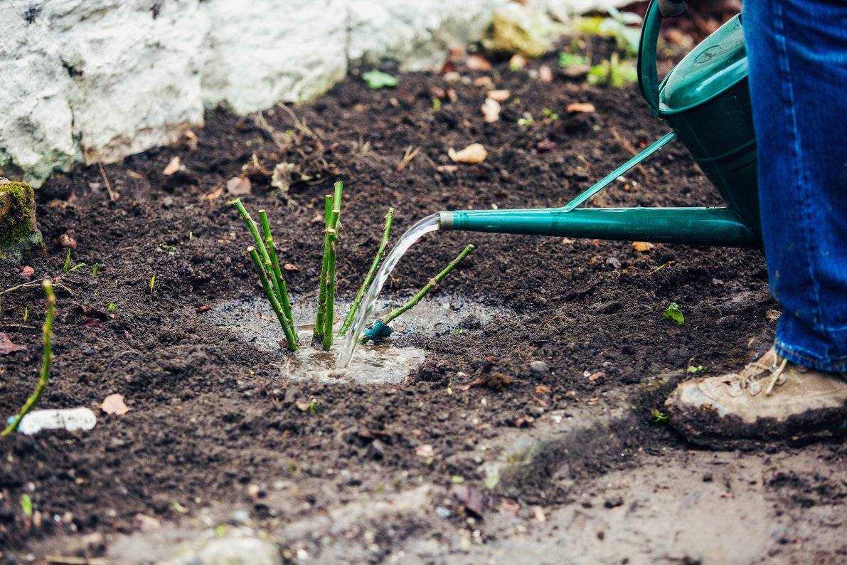 Хризантемы из семян: как и когда сажать на рассаду и в грунт, выращивание и уход