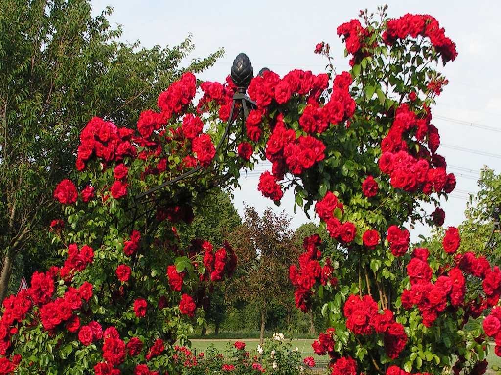 Посадка роз в открытом грунте и уход за ними: советы для новичков