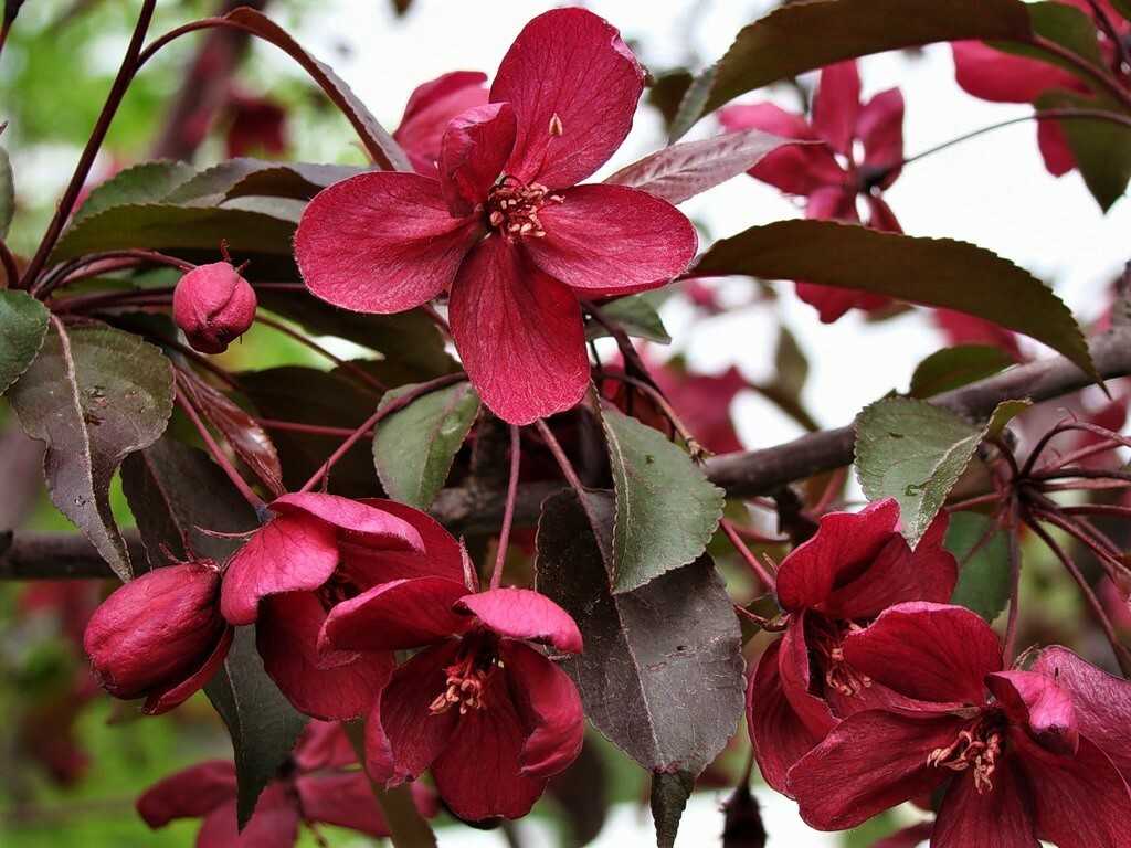 Сорта декоративных яблонь: виды с розовыми цветами, с красными листьями и цветами, со съедобными плодами, их фото и применение в ландшафтном дизайне, а также что такое японская яблоня | tele4n.net