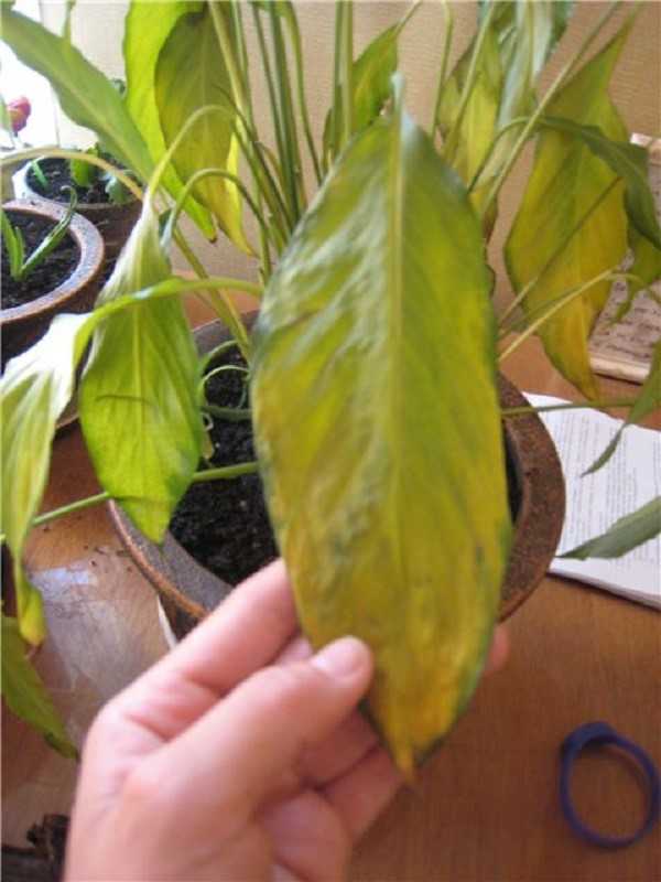 Спатифиллум: сохнут кончики листьев - что делать