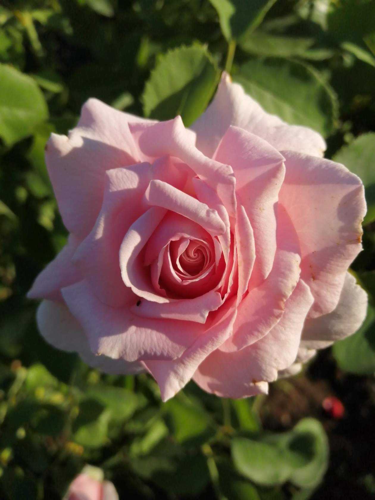 Разведение чайно-гибридных роз: посадка и основной уход за растением