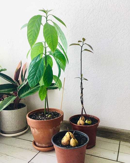Как вырастить авокадо из косточки в домашних условиях: как правильно посадить семечко в квартире, на даче, будет ли дерево и через сколько?
