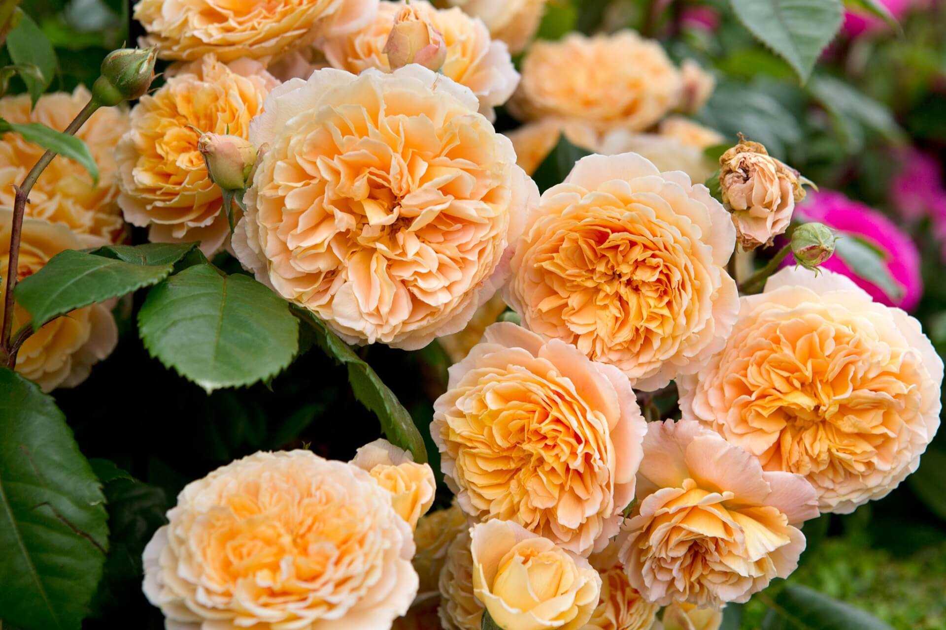 Роза «принцесса маргарет» фото и описание, отзывы садоводов