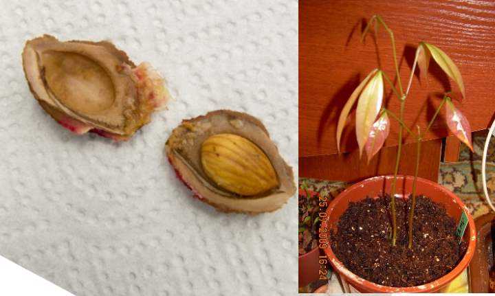 Как вырастить персик из косточки в домашних условиях 4 способа