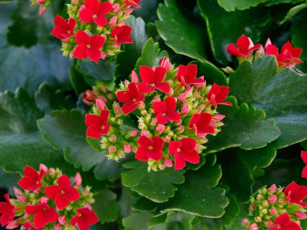 Цветок каланхоэ (120+ фото & видео) – уход в домашних условиях, пересадка, размножение, полезные свойства +отзывы