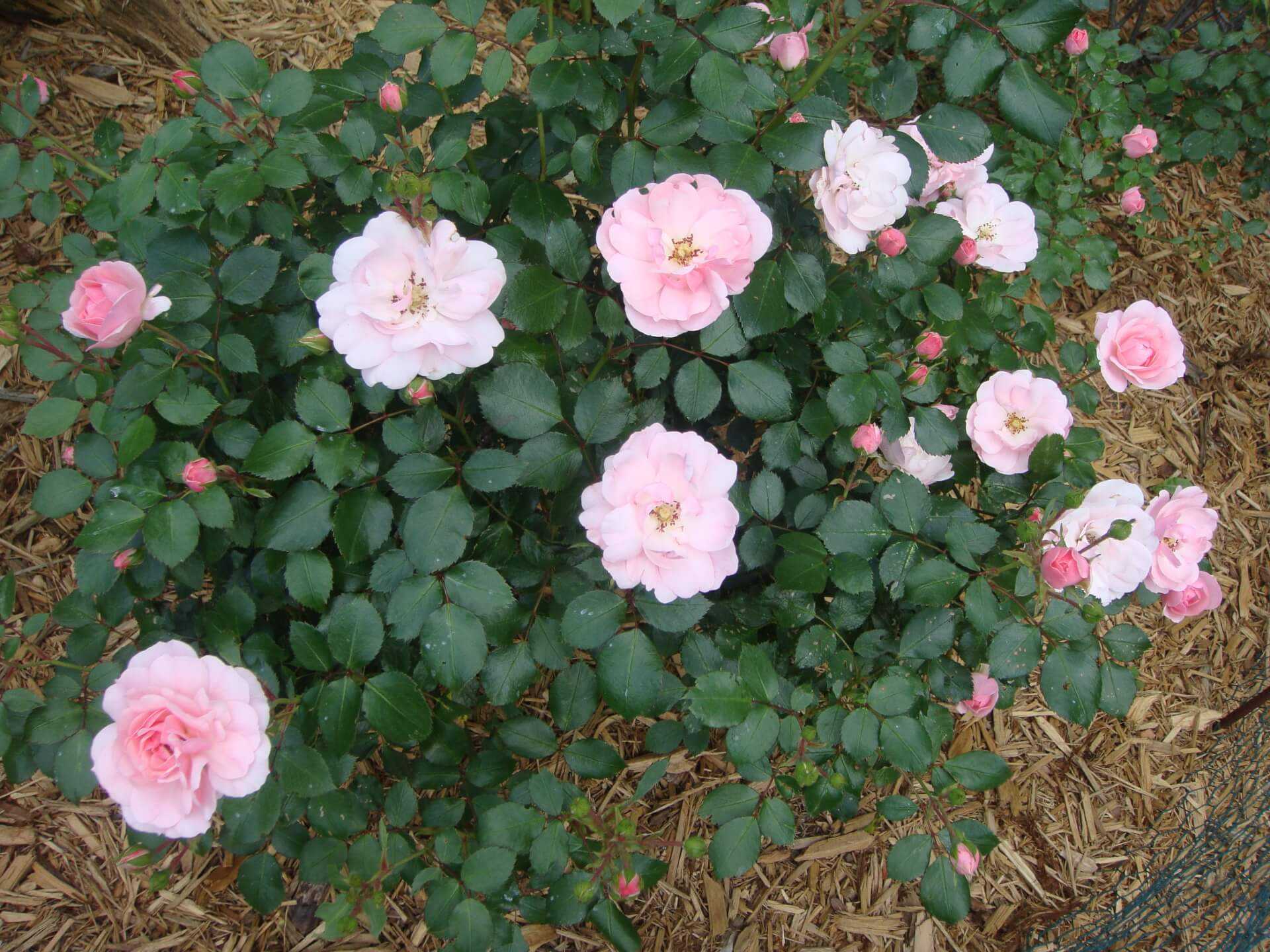 Почвопокровная роза флорибунда bonica 82 (боника 82): обзор, посадка и уход
