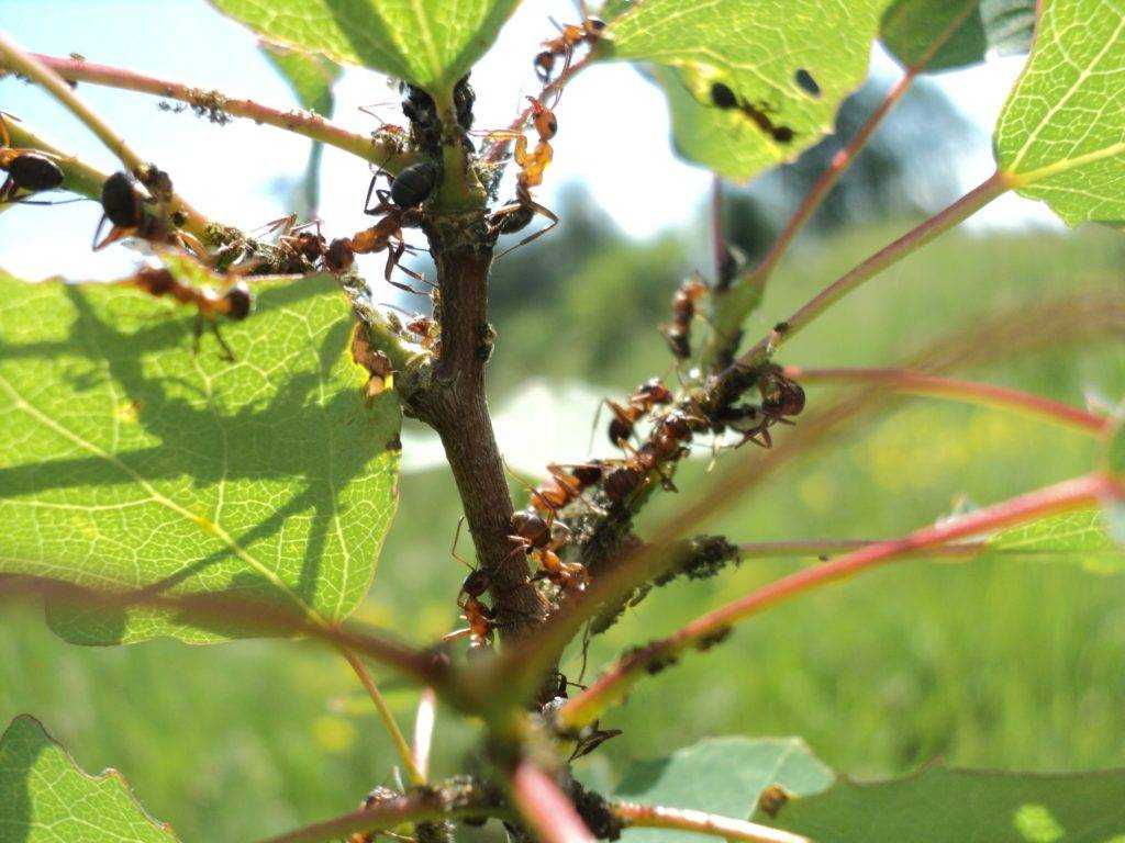 Муравьи на яблоне: как бороться и защитить свою яблоню от муравьев?
