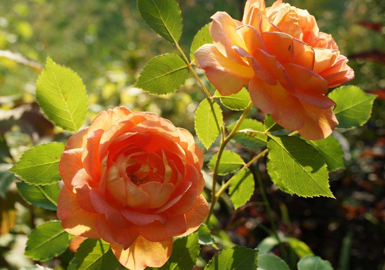 Английские розы - история, как их сажать и ухаживать