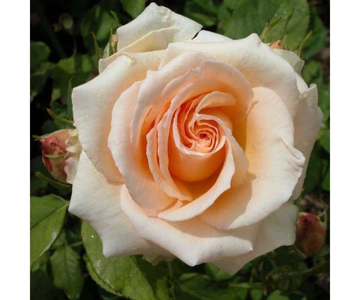 ✅ о розе версилия: описание и характеристики сорта чайно гибридной розы