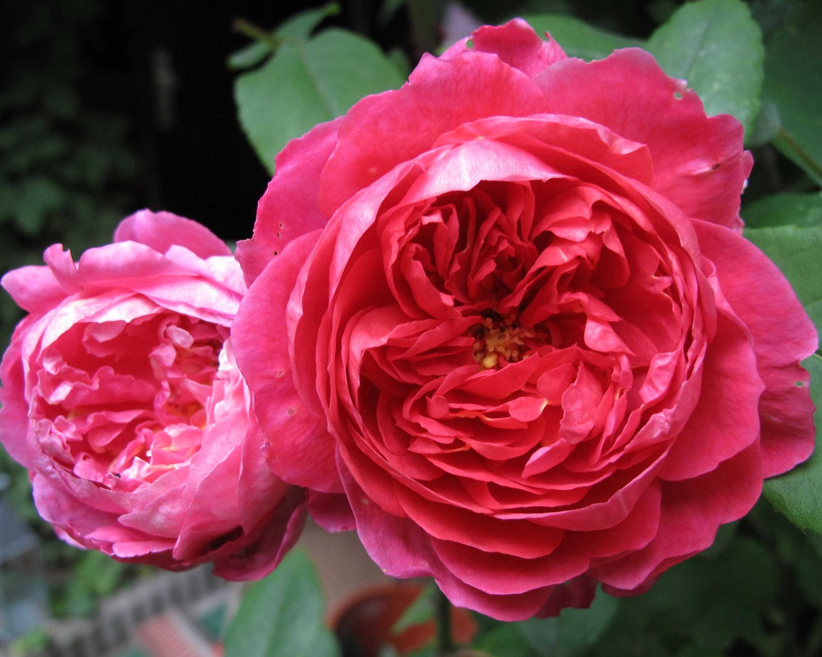 Роза Бенджамин Бриттен — история английского сорта Дэвида Остина Английская роза в ландшафтном дизайне Особенности выращивания роз Бенджамин Бриттен