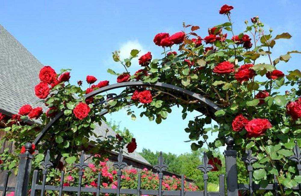 Роза Дон Жуан Don Juan — что это за сорт, история создания Выращивание плетистой розы, как правильно посадить в открытый грунт, в какое время Уход за растением, цветение и размножение цветка
