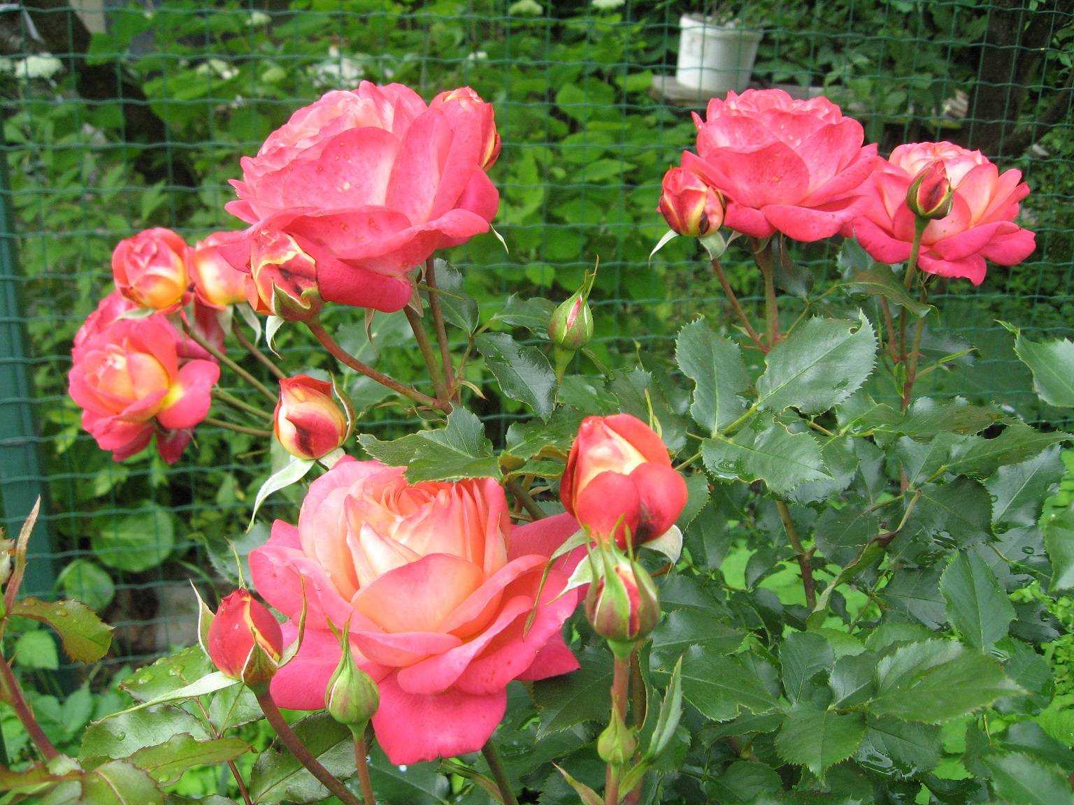 Мидсаммер роза - основные характеристики, отзывы, советы по выращиванию