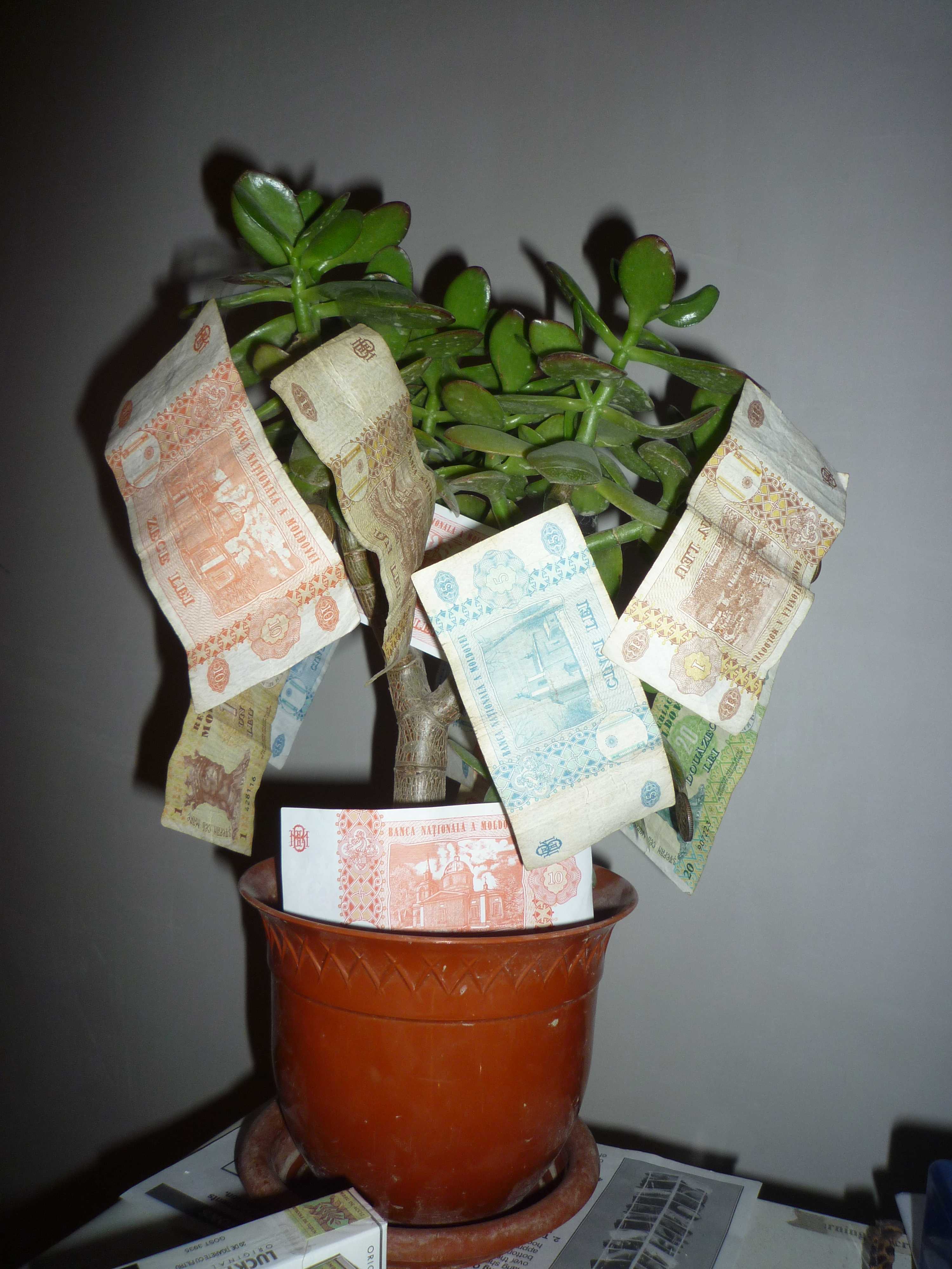 Дерево деньги как правильно посадить
