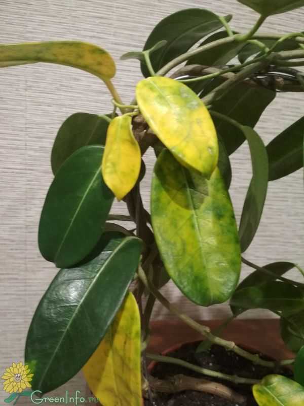 Стефанотис уход в домашних условиях почему желтеют листья у стефанотиса обильноцветущего