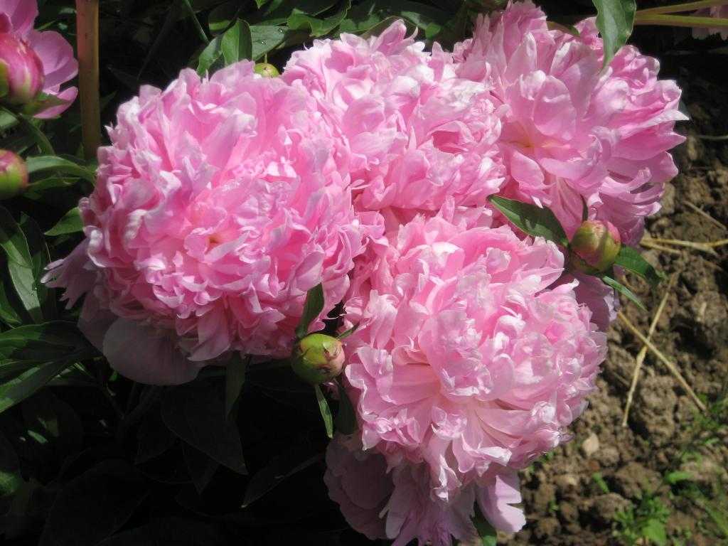 Описание травянистого пиона офишиналис (officinalis) розеа плена в домашних условиях