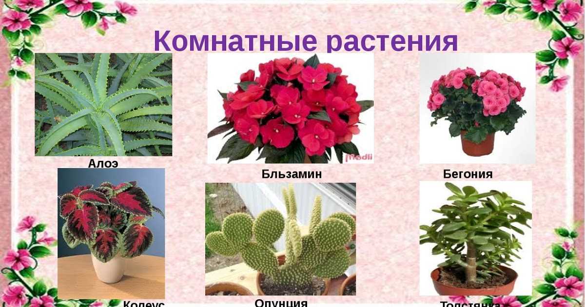 Домашние кактусы – 10 видов, правила ухода и содержания