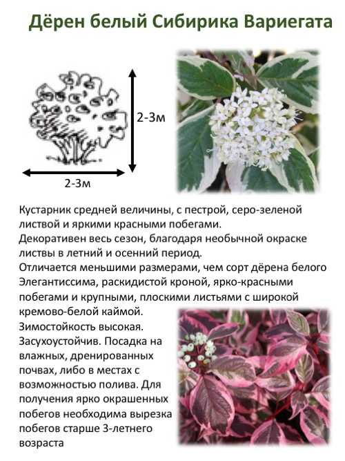 ᐉ дерен белый: описание сортов с фото, выращивание, размножение и обрезка - roza-zanoza.ru