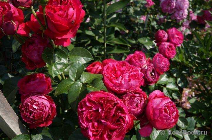 Роза эрик таберли: описание, выращивание и уход. описание розы eric tabarly