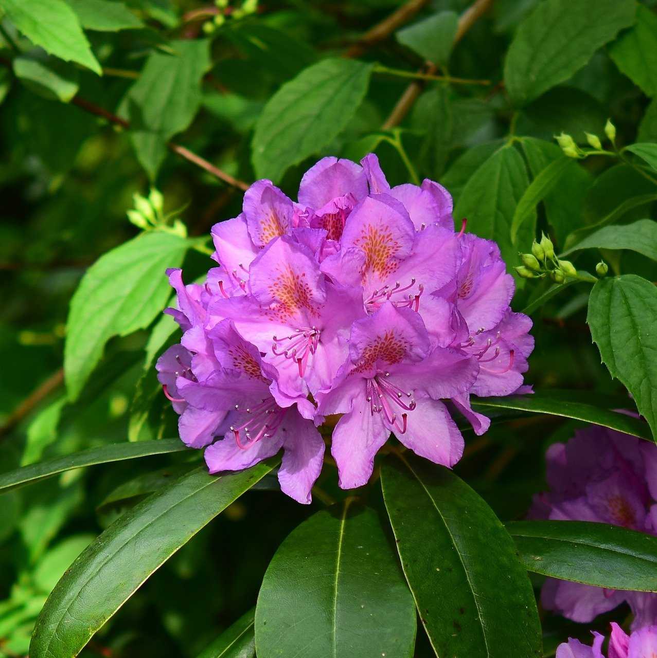 Родендрон гаага (haaga): посадка и уход, фото цветов в саду, болезни и лечениедача эксперт