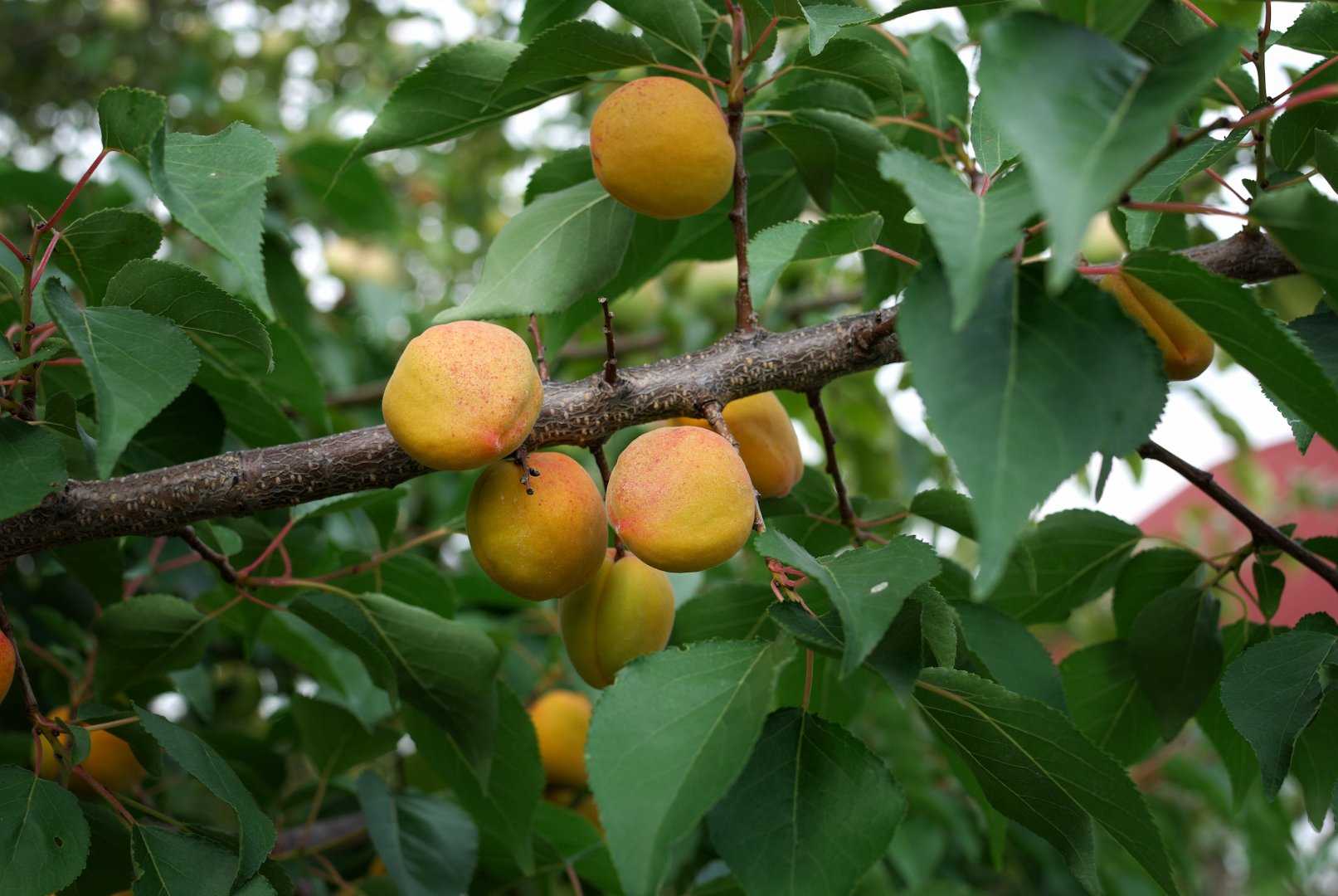 Шарафуга: гибрид со вкусом сливы и абрикоса, описание и правила выращивания