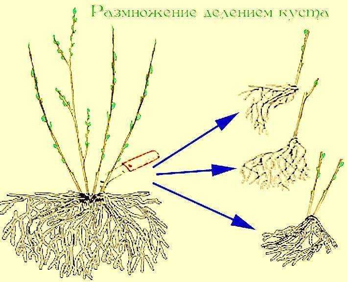 Практика обрезки чубушника весной и размножение черенками