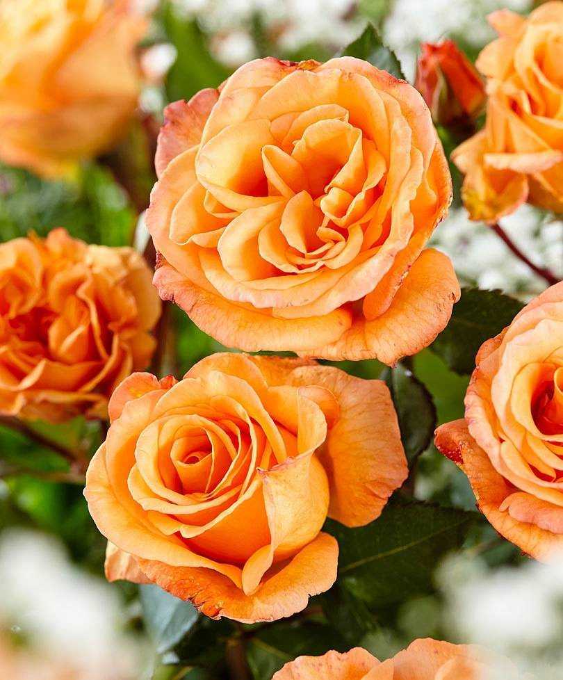 Каких цветов бывают розы: названия, описания с фото - sadovnikam.ru