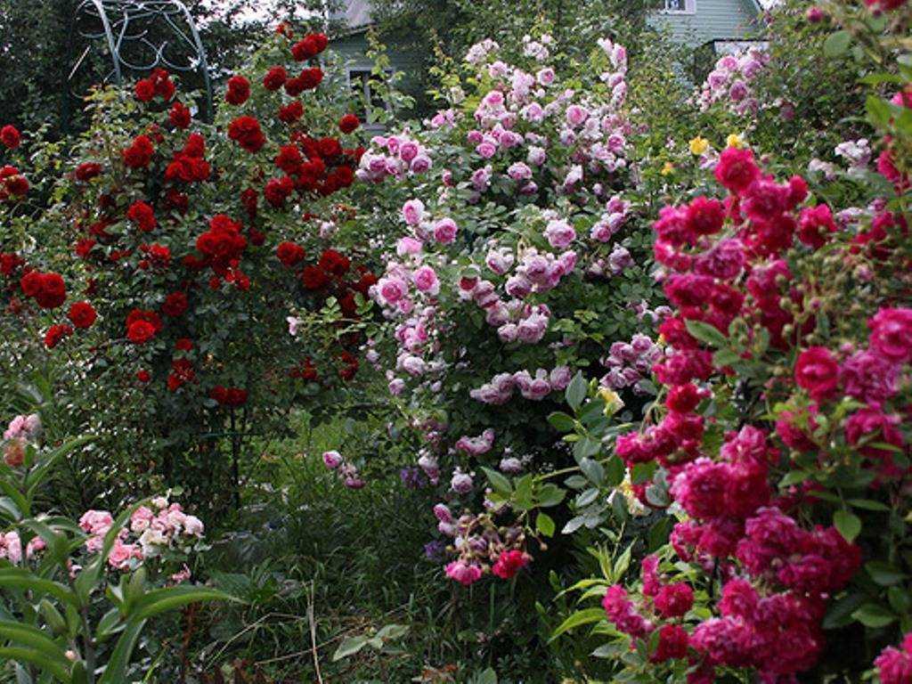 Растение жасмин (39 фото): белый, розовый, желтый цвет, лекарственный, как цветет, выглядит крупноцветковый, виды, видео