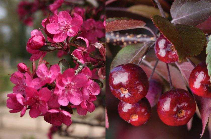 Декоративная яблоня с красными цветами: сорта и особенности ухода - 15 фото