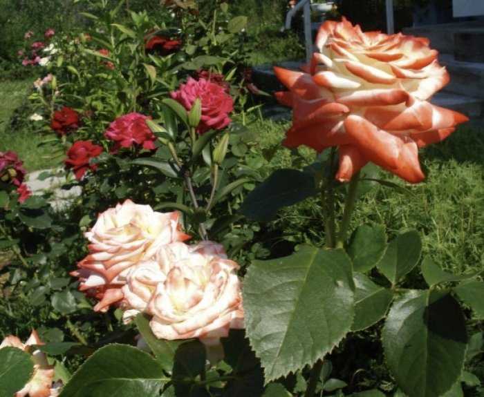 Роза Императрица Фарах Imperatrice Farah — что это за сорт, история создания, какие достоинства у этого цветка Выращивание чайно-гибридной розы, посадка цветка, когда это делать, как ухаживать за растением