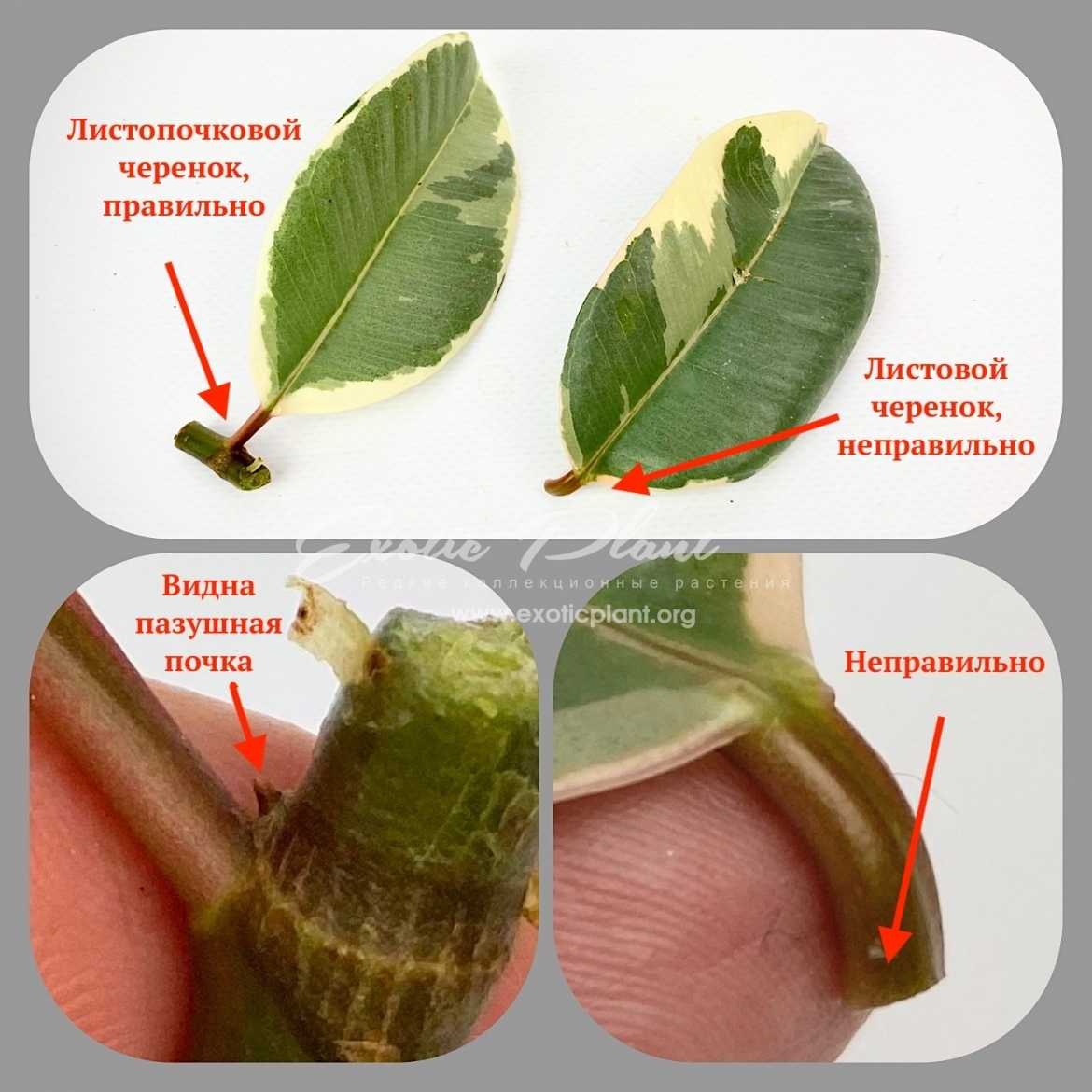 Замиокулькас - размножение листом, черенками, клубнем, веткой
