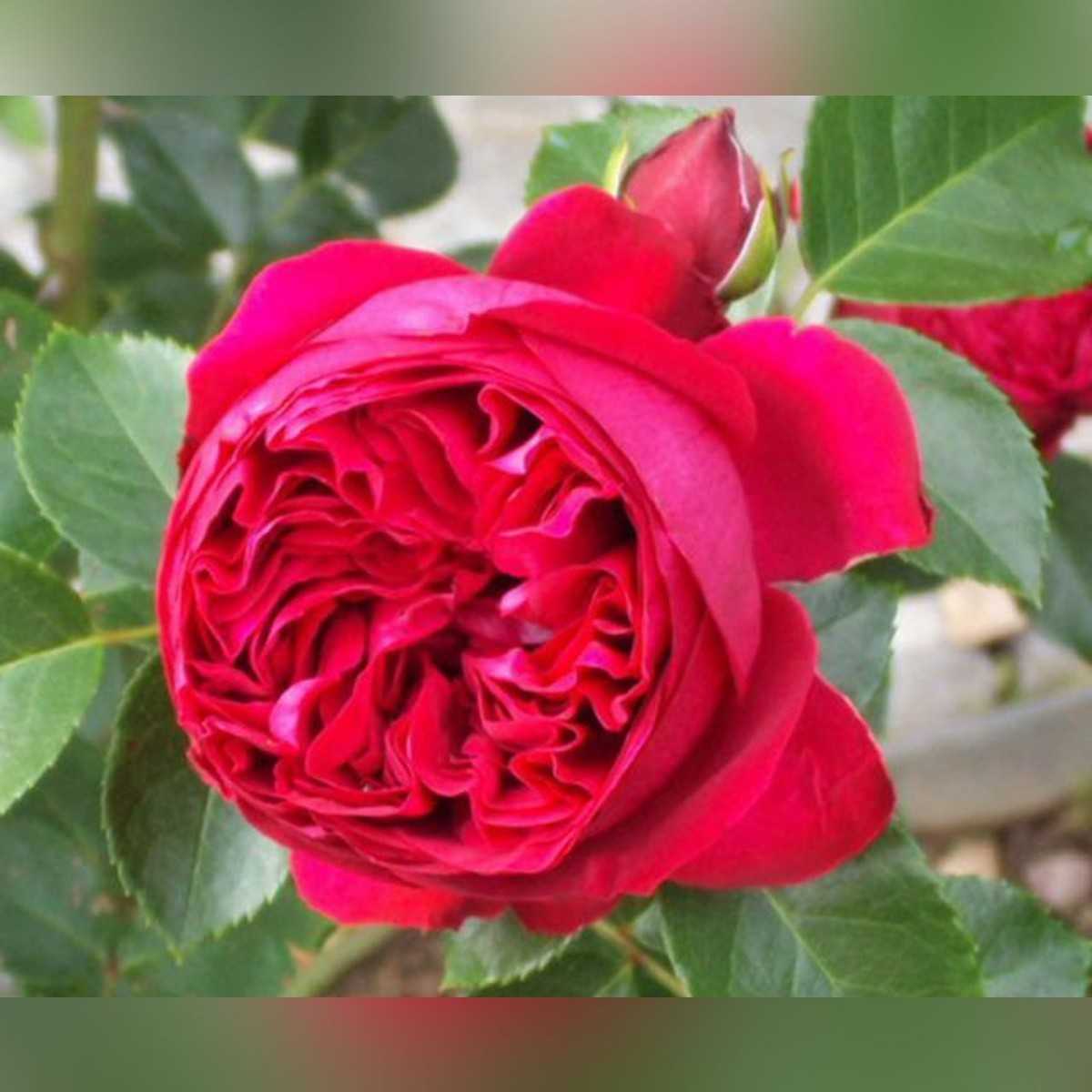 Розы  эрик таберли