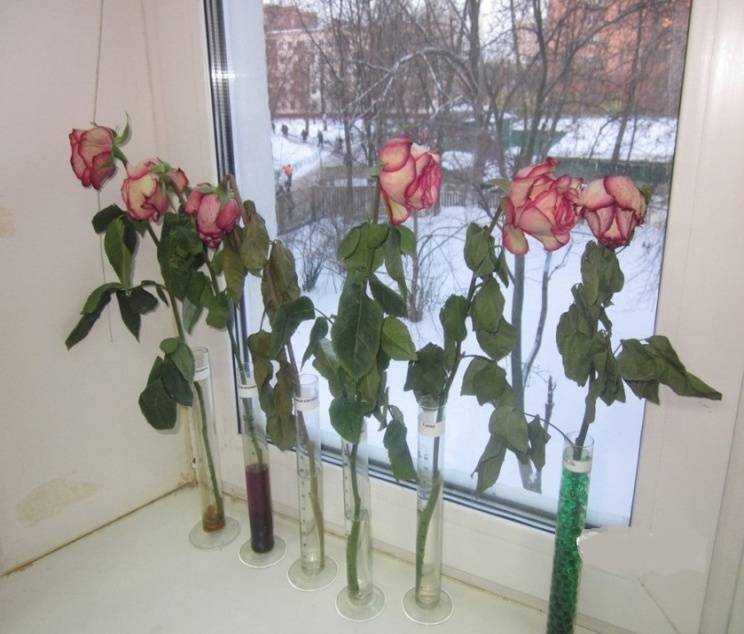 Как реанимировать розы в вазе с водой – 7 способов оживить букет