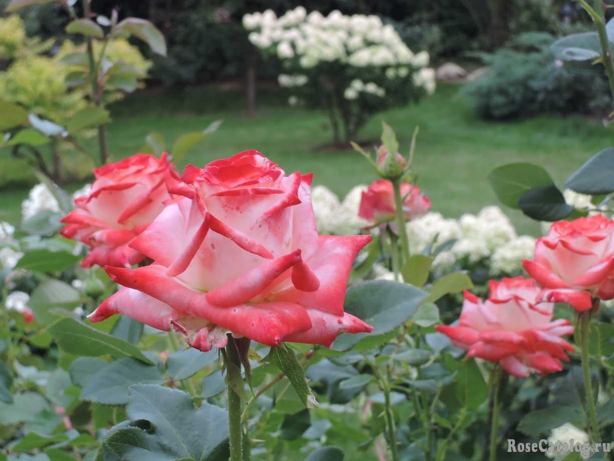 Роза императрица фарах: фото, описание, условия содержания
